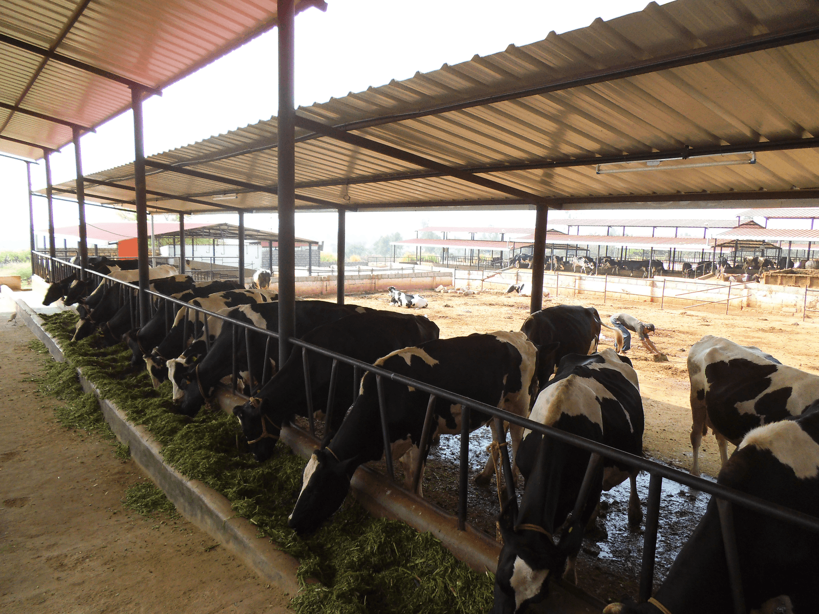 Dairy farm cows in a clean environment