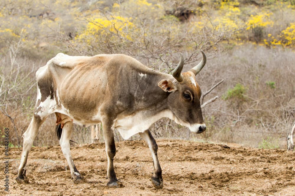 Weak Immunity in Animals?