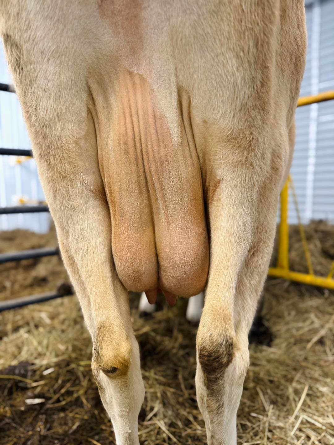 Low Milk Production?