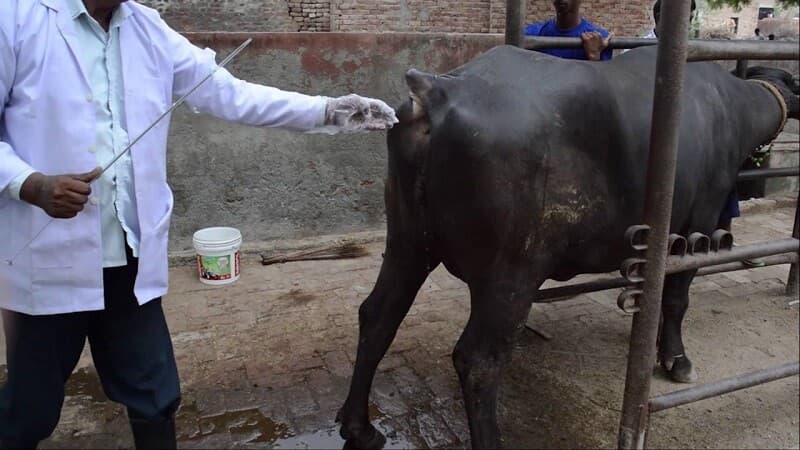 Repeat Breeding Problems?